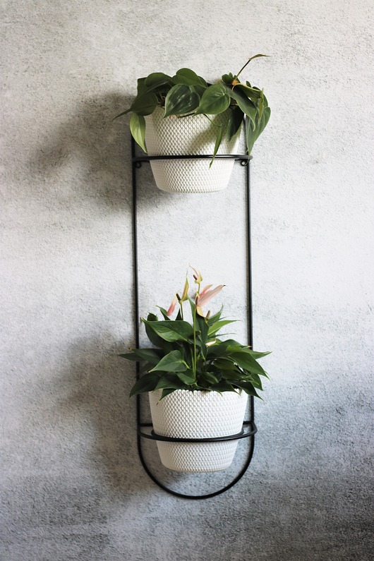 kwietniki KWIETNIK NAŚCIENNY GEO No7 double