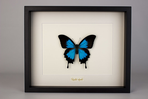 inne Motyl Papilio ulysses w czarnej gablocie