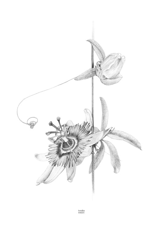 plakaty Plakat  Passiflora caerulea III