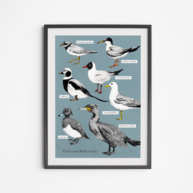 plakaty Plakat Ptaki Bałtyckie