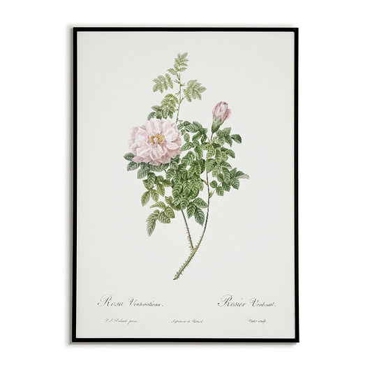 plakaty Rosea ventenatiana - Plakat botaniczny - Retro