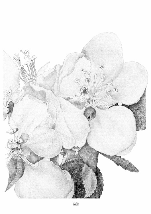 plakaty Plakat  Malus sylvestris