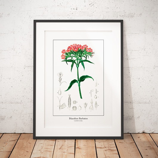 Plakat botaniczny Goździk Brodaty trochę na ścianę