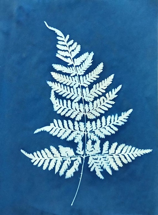 grafiki i ilustracje Natura w błękicie