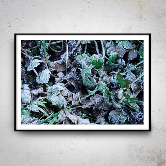 FROZEN IV plakat 40x50cm muamua design