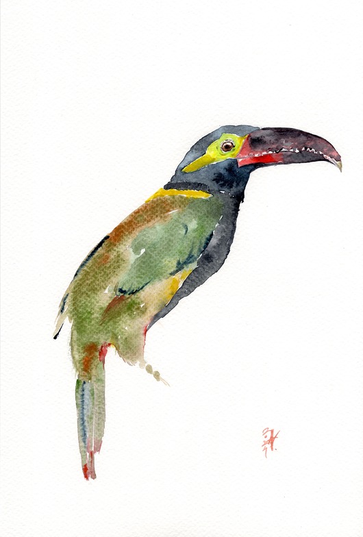 obrazy Oryginalna akwarela. Tukan