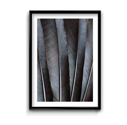 plakaty Plakat Krucze pióra 