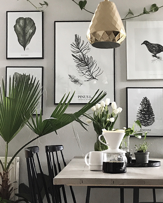 plakaty Plakat PINUS L. / fine Art Print