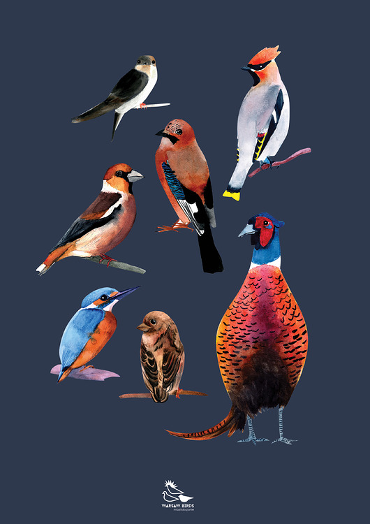 Plakat "Kocham ptaki. Kompozycja 4" 50x70,7 cm Warsaw Birds