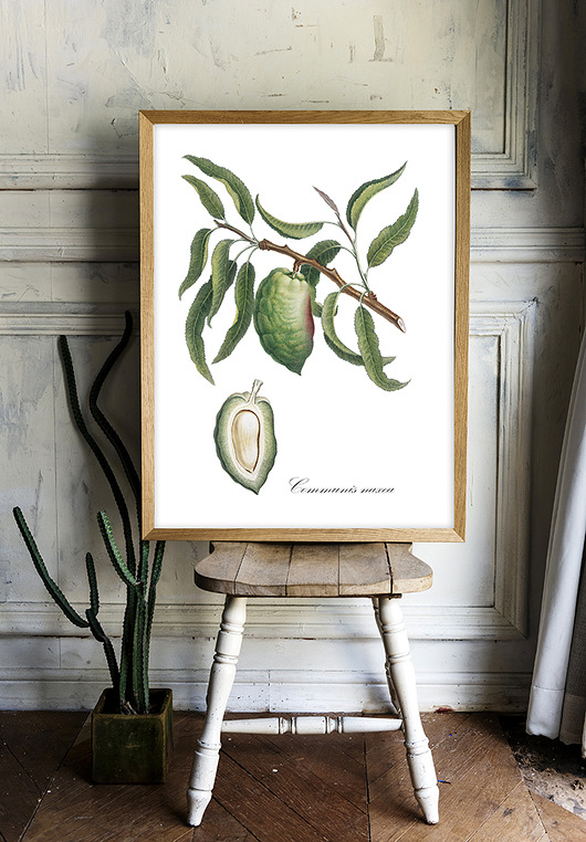 Plakat - botaniczna ilustracja MIGDAŁOWIEC muybien
