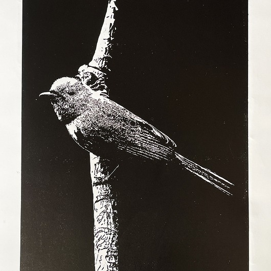 grafiki i ilustracje Linoryt "Little bird" - odbitka  40/60 cm, papier 50/70 cm