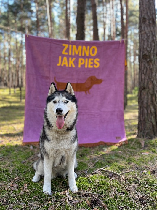 koce i narzuty KOC XL Zimno jak pies