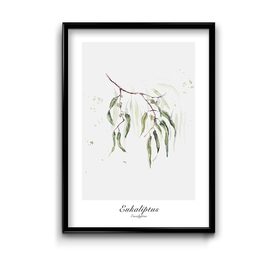 plakaty Plakat Eukaliptus