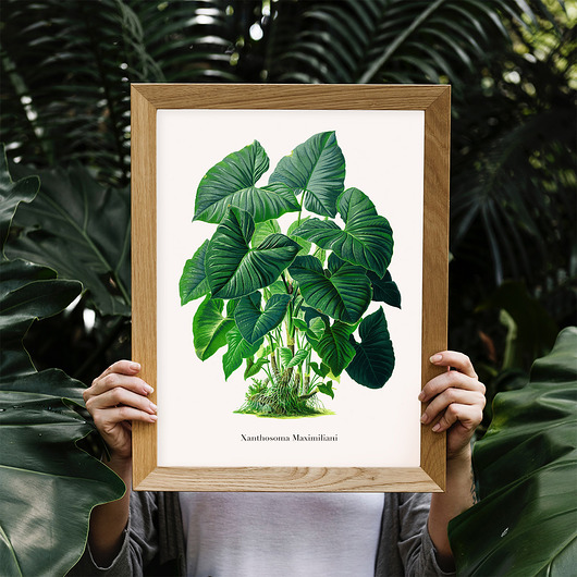 Plakat botaniczny Xanthosoma Maximiliani trochę na ścianę