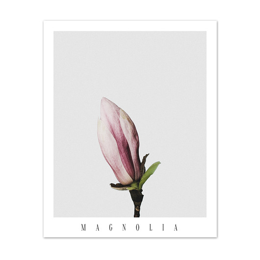 Plakat MAGNOLIA NO.1 muybien