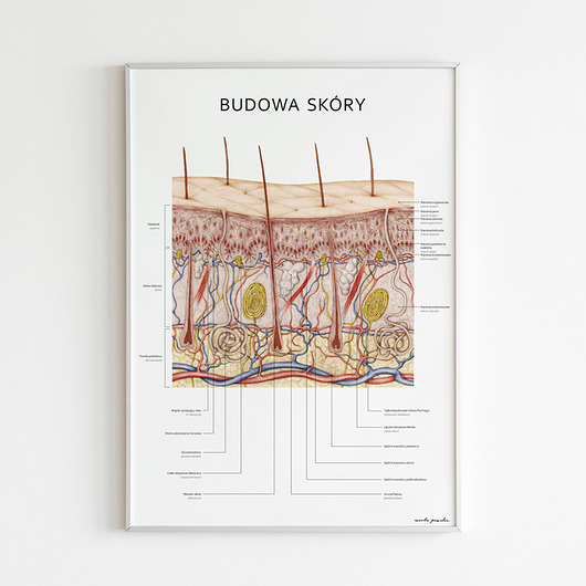 plakaty Plakat Budowa Skóry