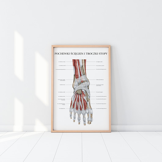 Plakat anatomiczny ANATOMIA MIĘŚNI STOPY Marta Pawelec Medical Art