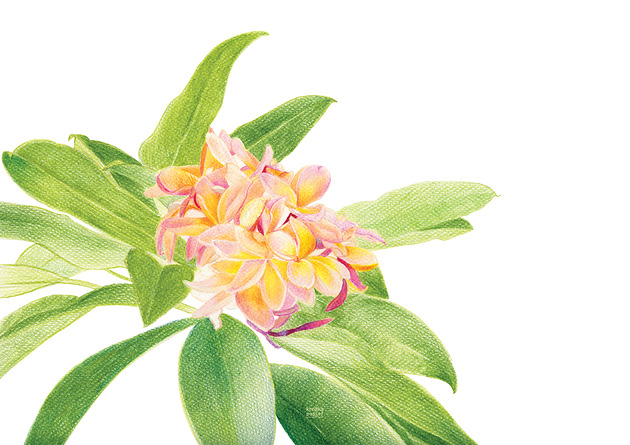 plakaty Plakat  Plumeria