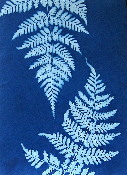 grafiki i ilustracje Natura w błękicie