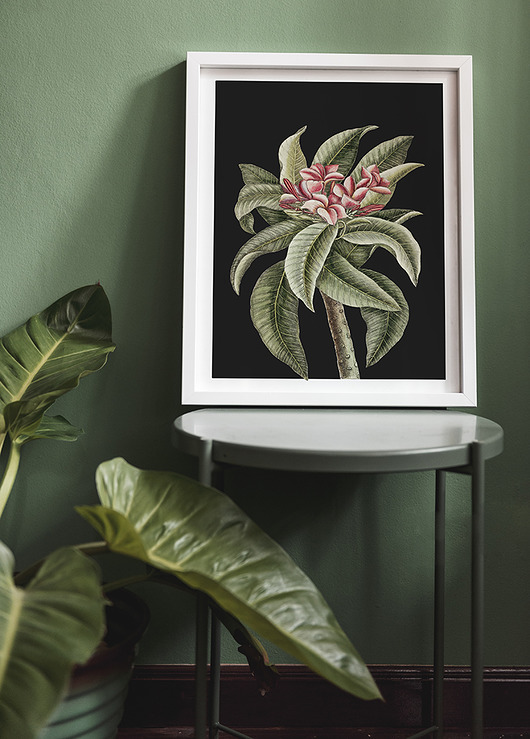 Plakat vintage - botaniczna ilustracja no.2 muybien