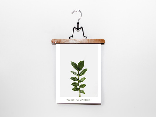 Plakat botaniczny ZAMIOCULCAS muybien