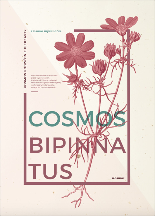 Plakat HOLA FLO | Cosmos Bipinnatus | botanical HOLA STUDIO