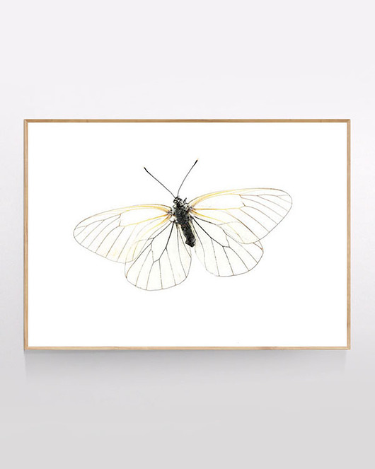 Plakat Motyl MUKKO