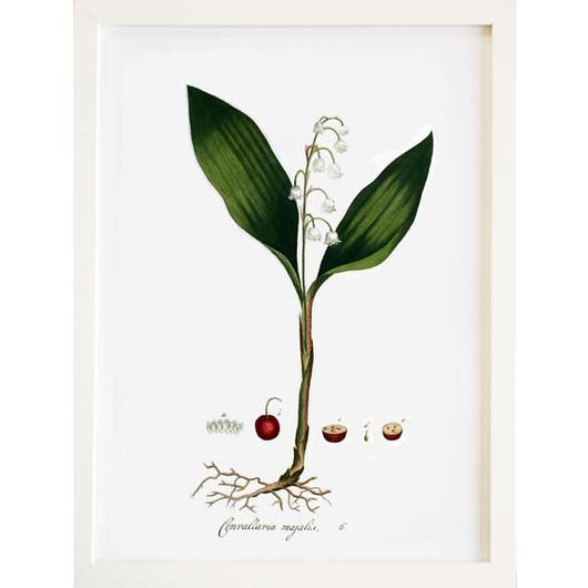 Obraz w ramce A3, ilustracja botaniczna KONWALIA botanika