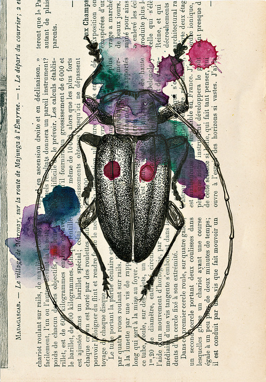 Cylindorthorax 30x21 cm A4 JUST ILUST Justyna Małczak