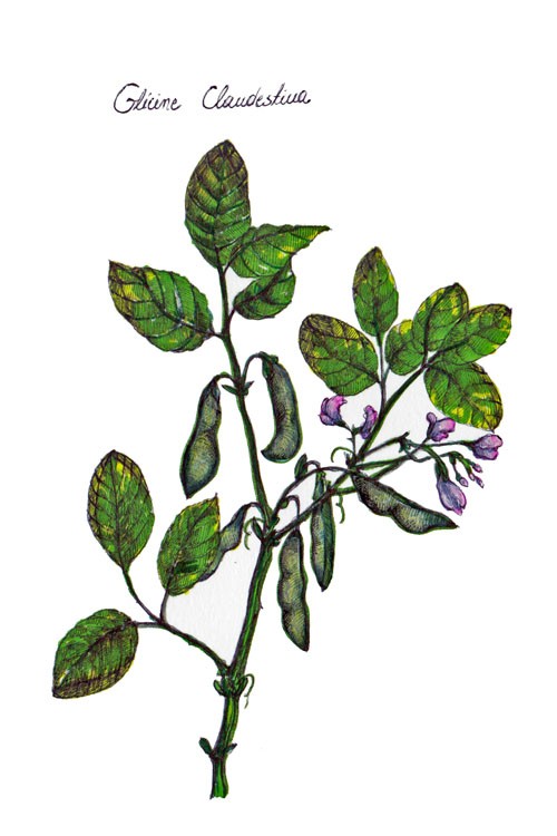 soja Glicine Willd BOSKE