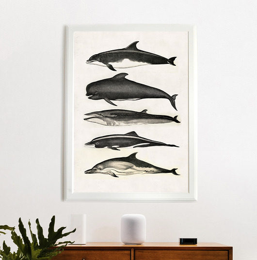 plakaty Plakat Under the water | 50x70 cm