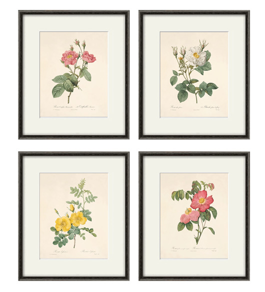grafiki i ilustracje Róża stara Grafika Rysunek kwiaty Ilustracja Druk Botaniczny prezent