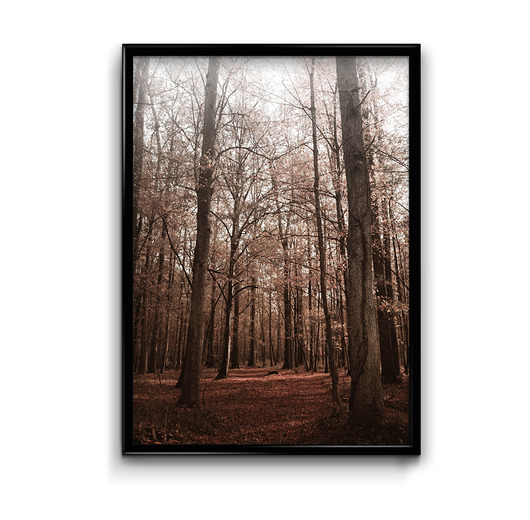 Plakat Jesienny Las  Bury Lis