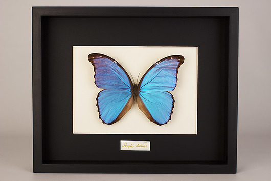 Motyl Morpho didius w czarnej gablocie Creative Farm