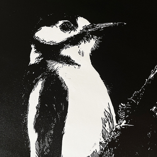 grafiki i ilustracje Linoryt "Dzięcioł" - odbitka 40/60 cm, papier 50/70 cm