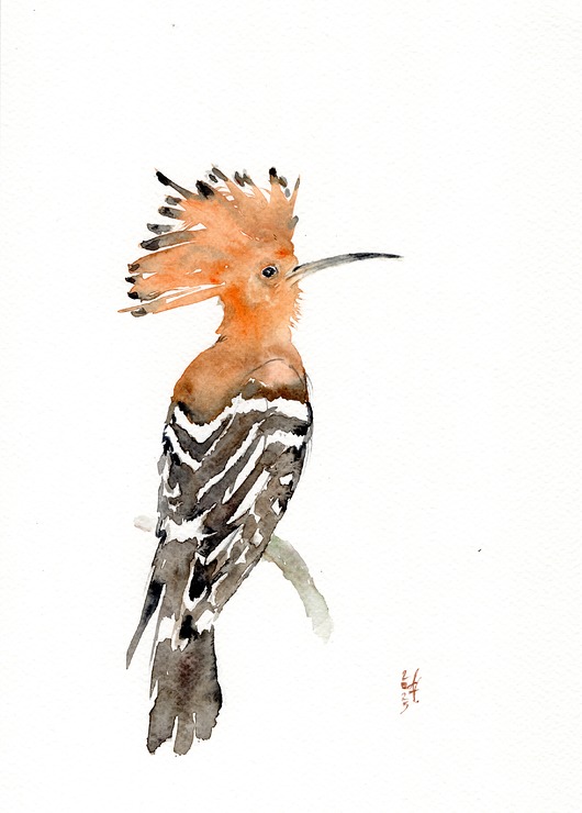 obrazy Oryginalna akwarela. Dudek