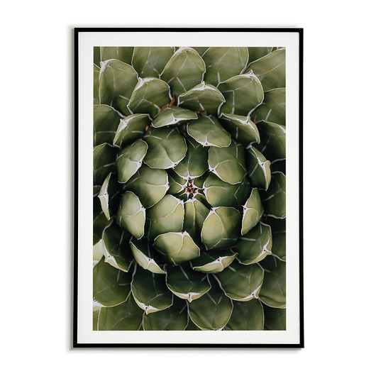 plakaty Plakat Botaniczny - Agawa roślina kwiat