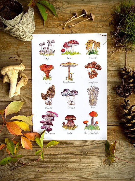 grafiki i ilustracje Grzyby- grafika na ścianę- ilustracja- grzybki