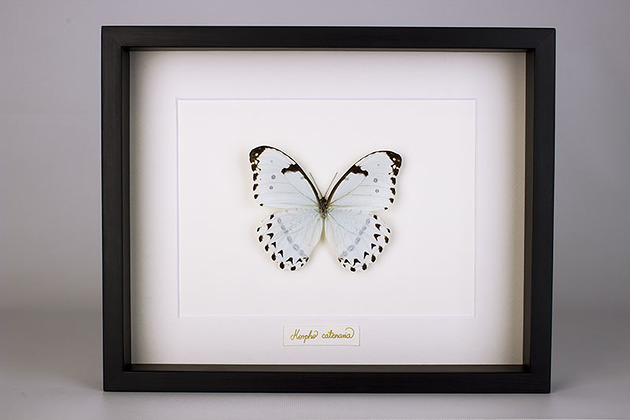 Motyl Morpho catenaria w czarnej gablocie Creative Farm