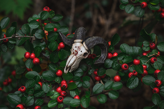 wisiory Wisior Czaszka Barana Tribal