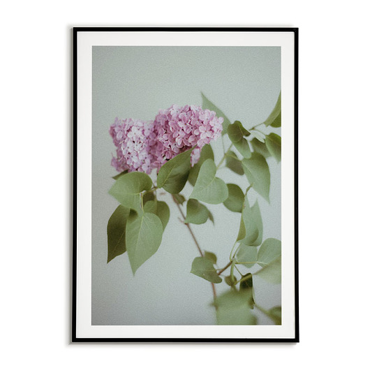 Plakat botaniczny GRAFIKA Fioletowy kwiat Bajkowe Obrazki