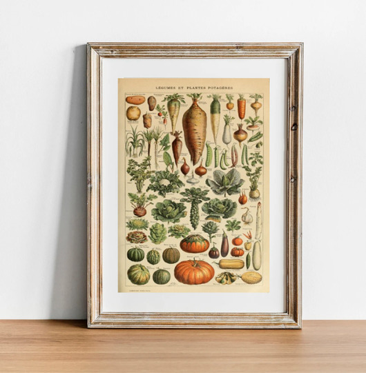 grafiki i ilustracje PLAKAT warzywa, vintage ilustracja do kuchni
