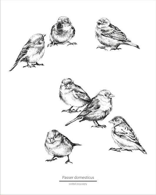 Wróbel zwyczajny - plakat beata sketches