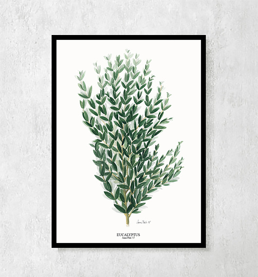 Plakat botaniczny Eukaliptus 40 x 50cm  ceci bloom