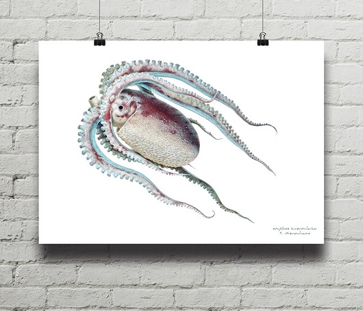Ośmiornica Ocythoe - plakat giclee print A4 minimalmill