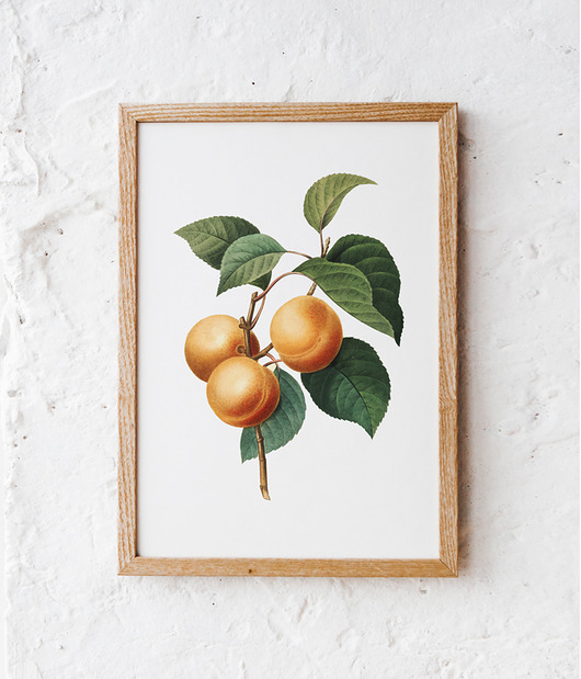 Plakat Morela vintage  HOG STUDIO