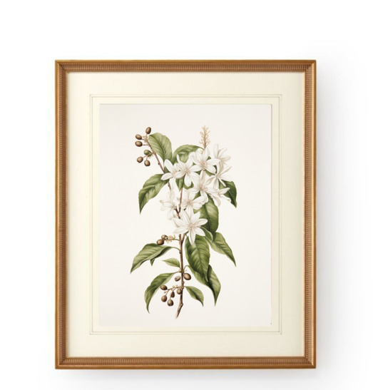 grafiki i ilustracje PLAKAT botaniczny, białe kwiaty grafika, rysunek kwiaty