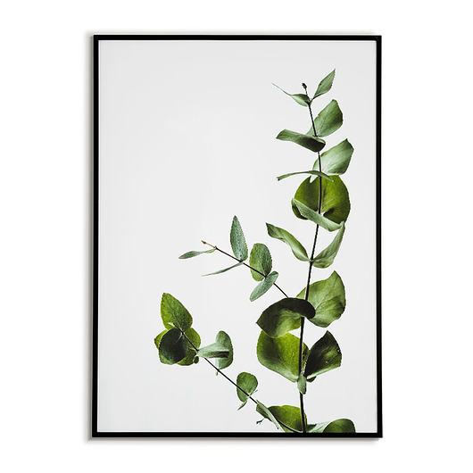 plakaty Plakat botaniczny GRAFIKA roślina