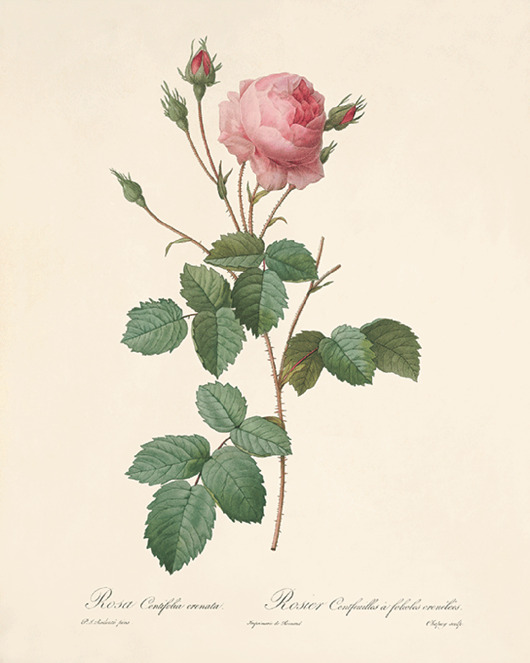grafiki i ilustracje Róża stara Grafika  Rysunek kwiaty Ilustracja Druk Botaniczny prezent