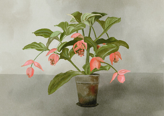 plakaty Plakat Fine Art giclee MEDINILLA